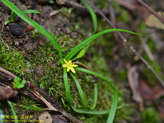 Hypoxis aurea