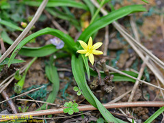 Hypoxis aurea