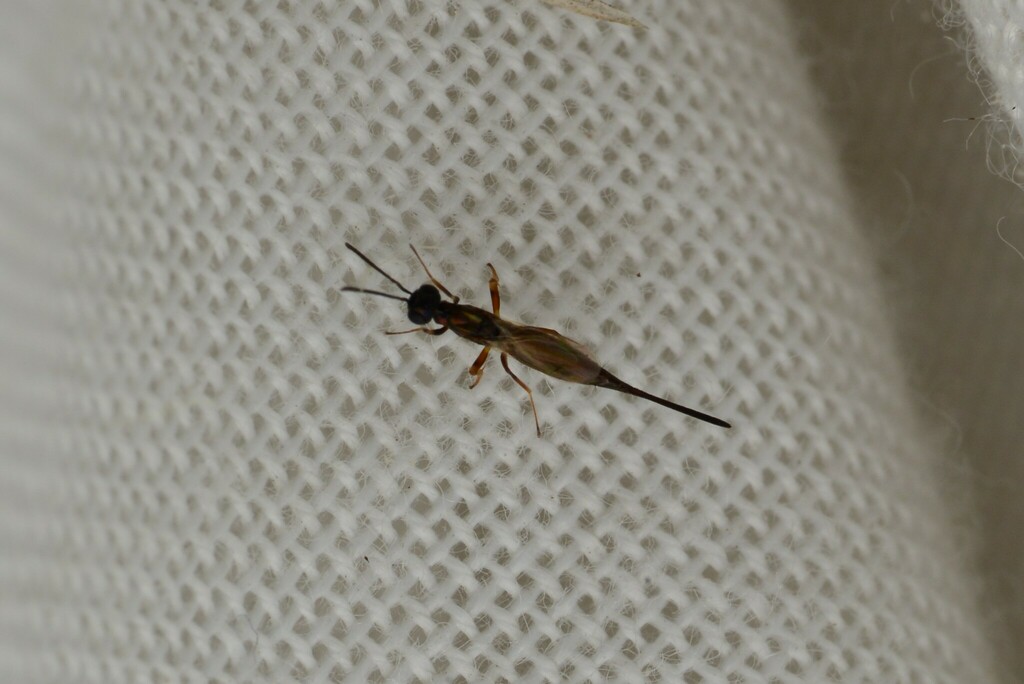 Eupelmus linearis