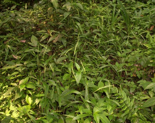 Brachyelytrum japonicum iNat (2)