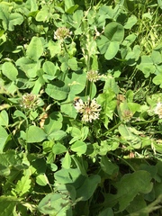 Trifolium repens