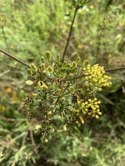 Polytaenia