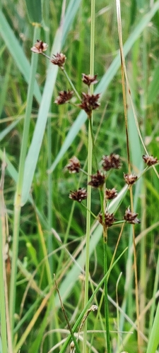 Juncus articulatus iNat (2)