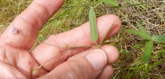 Strophostyles leiosperma