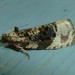 Off-white Hedya Moth - Photo (c) Scott Gilmore, some rights reserved (CC BY-NC), uploaded by Scott Gilmore