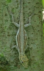 Anolis litoralis