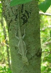 Anolis litoralis