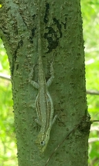 Anolis litoralis