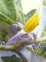 Solanum palinacanthum
