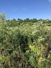 Conium maculatum