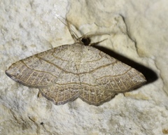 Eumacaria madopata