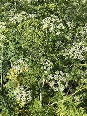 Conium maculatum