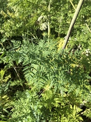 Conium maculatum