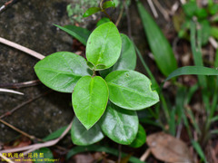 Parsonsia alboflavescens