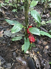 Drymonia coccinea