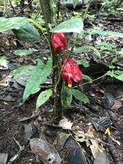 Drymonia coccinea