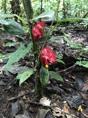 Drymonia coccinea