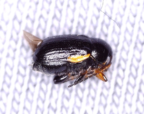 Cryptocephalus quadripustulatus