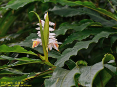 Alpinia uraiensis