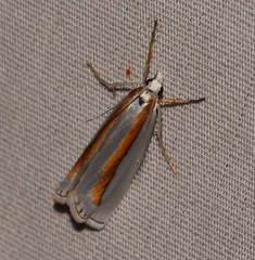 Crambus girardellus