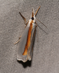 Crambus girardellus