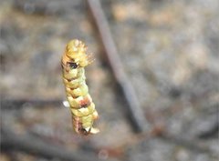 Racotis boarmiaria