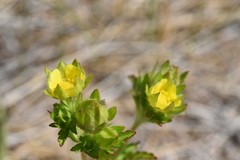 Potentilla biennis