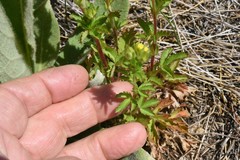 Potentilla biennis