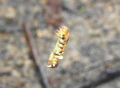 Racotis boarmiaria
