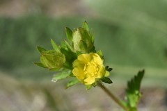 Potentilla biennis
