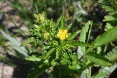 Potentilla biennis