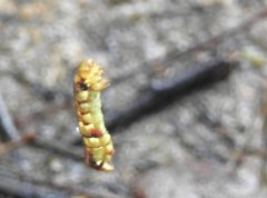 Racotis boarmiaria