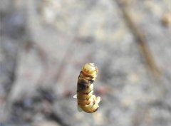 Racotis boarmiaria