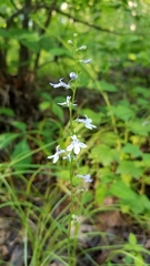 Lobelia spicata