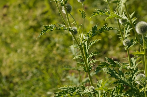 Tall globethistle (Echinops exaltatus)