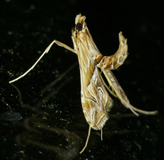 Lineodes fontella