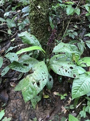 Palicourea subspicata