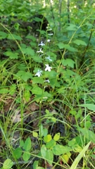 Lobelia spicata