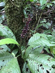 Palicourea subspicata