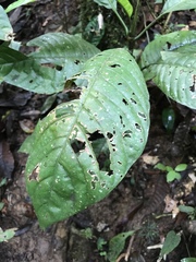 Palicourea subspicata