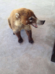 Nasua narica nelsoni