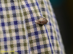 Poltys illepidus