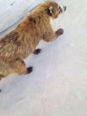 Nasua narica nelsoni