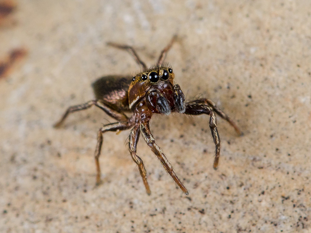 Heliophanus patagiatus