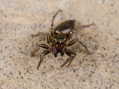 Heliophanus patagiatus