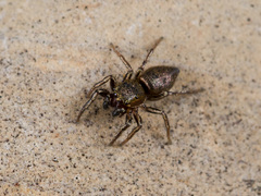 Heliophanus patagiatus