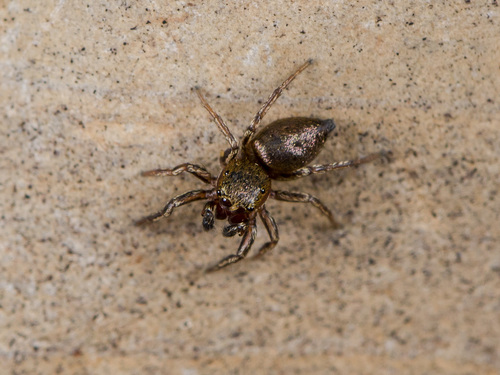 Heliophanus patagiatus