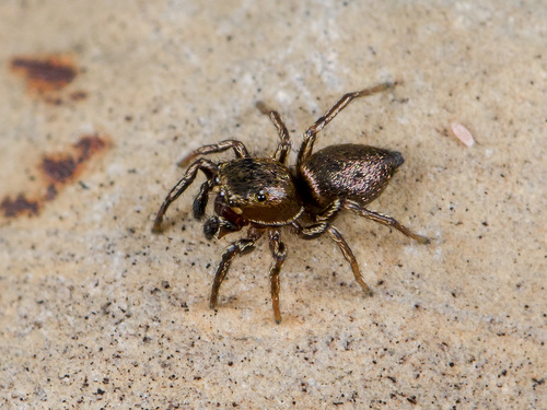 Heliophanus patagiatus