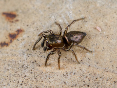 Heliophanus patagiatus