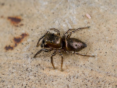 Heliophanus patagiatus